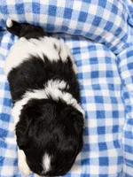 Oreo , a female Shihpoo for sale in Sumter, SC – 5 of 5