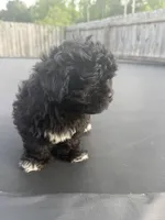 Daisy , a female Shihpoo for sale in Sumter, SC – 3 of 4