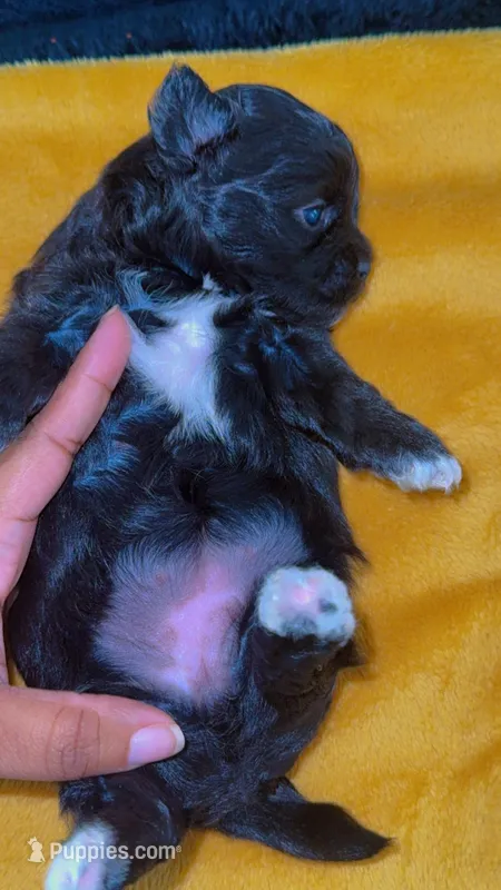Bella  – Shihpoo, Shih Tzu puppy for sale in Sumter, SC
