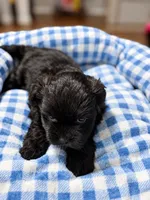 Onyx , a male Shihpoo for sale in Sumter, SC – 2 of 5