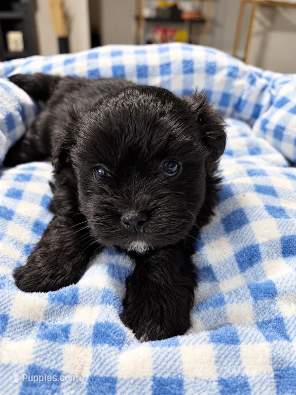 Onyx  – Shihpoo puppy for sale in Sumter, SC