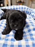 Onyx , a male Shihpoo for sale in Sumter, SC – 1 of 5