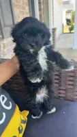 Bailey , a female Shihpoo for sale in Sumter, SC – 5 of 5