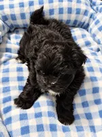 Shadow , a male Shihpoo for sale in Sumter, SC – 3 of 4