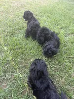 Daisy , a female Shihpoo for sale in Sumter, SC – 4 of 4
