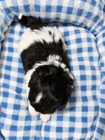 Oreo , a female Shihpoo for sale in Sumter, SC – 3 of 5