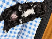 Shadow , a male Shihpoo for sale in Sumter, SC – 4 of 4