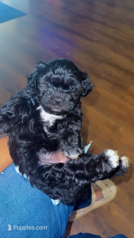 Daisy , a female Shihpoo for sale in Sumter, SC – Photo 1 of 4
