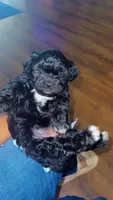 Daisy , a female Shihpoo for sale in Sumter, SC – Photo 1 of 4