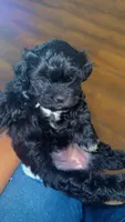 Daisy , a female Shihpoo for sale in Sumter, SC – Photo 4 of 4