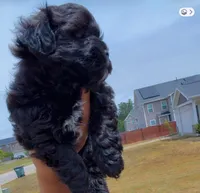 Daisy , a female Shihpoo for sale in Sumter, SC – Photo 3 of 4
