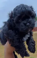 Daisy , a female Shihpoo for sale in Sumter, SC – Photo 2 of 4