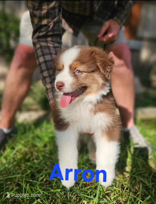 Arron – Australian Shepherd puppy for sale in New Braunfels, TX