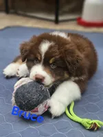 Bruce, a male Australian Shepherd for sale in New Braunfels, TX – 1 of 2