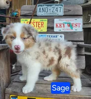 Sage, a male Australian Shepherd for sale in New Braunfels, TX – 2 of 2