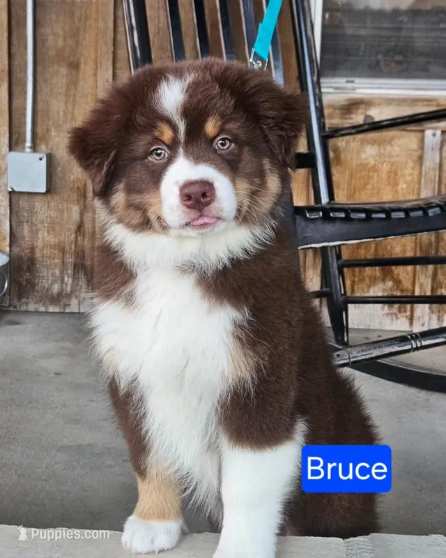 Bruce – Australian Shepherd puppy for sale in New Braunfels, TX