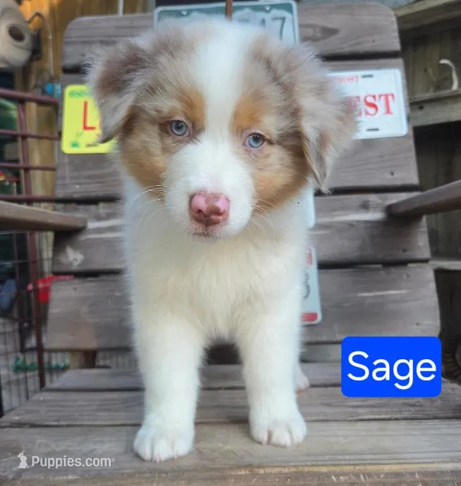 Sage – Australian Shepherd puppy for sale in New Braunfels, TX