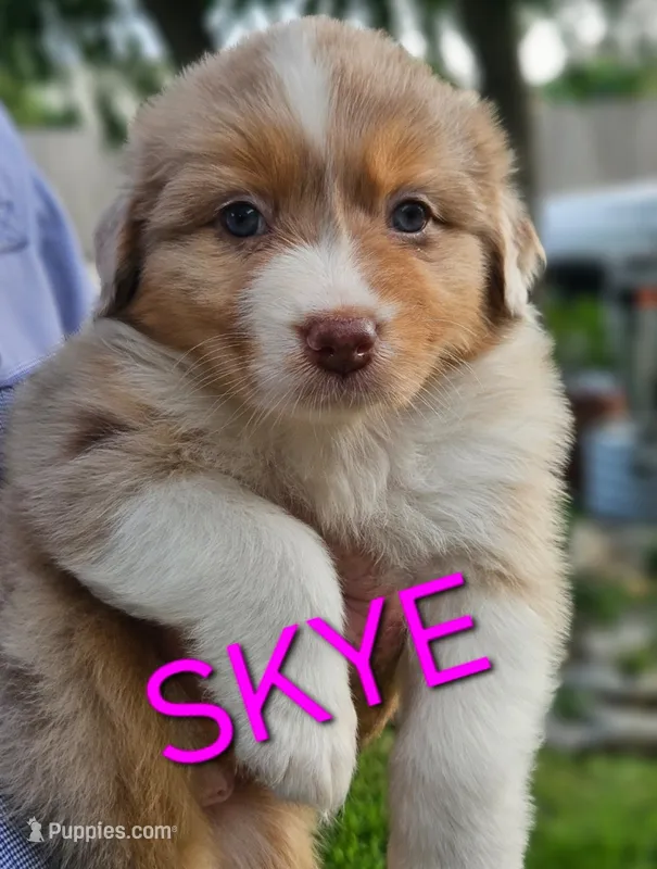 Skye – Australian Shepherd puppy for sale in New Braunfels, TX
