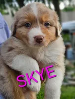 Skye, a female Australian Shepherd for sale in New Braunfels, TX – 1 of 2