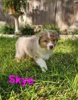 Skye, a female Australian Shepherd for sale in New Braunfels, TX – 2 of 2