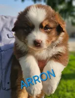 Arron, a male Australian Shepherd for sale in New Braunfels, TX – 2 of 2