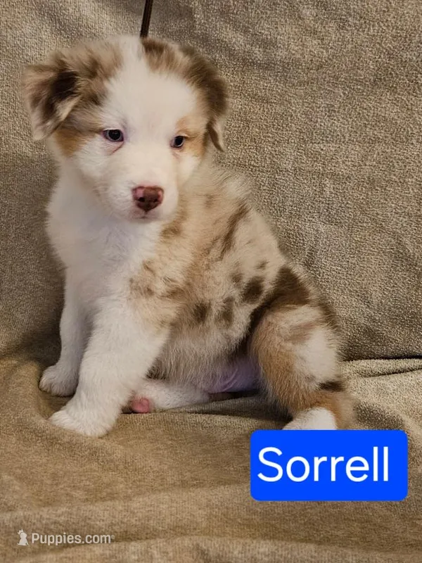 Sorrell – Australian Shepherd puppy for sale in New Braunfels, TX