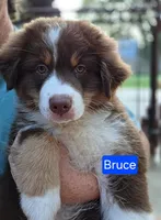 Bruce, AKC, a male Australian Shepherd for sale in New Braunfels, TX – 2 of 2