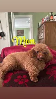 Akc  Toulouse , a male Poodle - Toy  for sale in Arkansas City, KS – 3 of 4