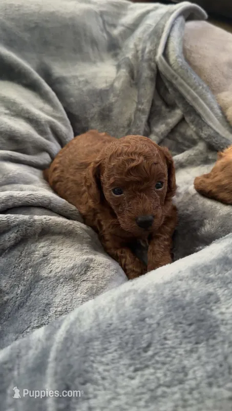 Akc  Toulouse  – Poodle - Toy  puppy for sale in Arkansas City, KS