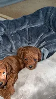 Akc Marie , a female Poodle - Toy  for sale in Arkansas City, KS – 4 of 6