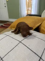 Akc Marie , a female Poodle - Toy  for sale in Arkansas City, KS – 1 of 3