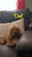 Akc Marie , a female Poodle - Toy  for sale in Arkansas City, KS – 3 of 3