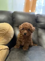 Akc Marie , a female Poodle - Toy  for sale in Arkansas City, KS – 2 of 6