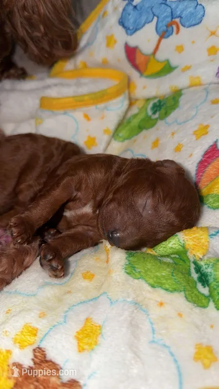 Akc  Toulouse  – Poodle - Toy  puppy for sale in Arkansas City, KS