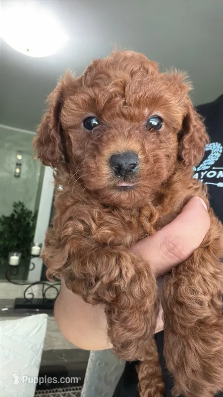 Akc Marie  – Poodle - Toy  puppy for sale in Arkansas City, KS