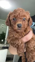 Akc Marie , a female Poodle - Toy  for sale in Arkansas City, KS – 1 of 6