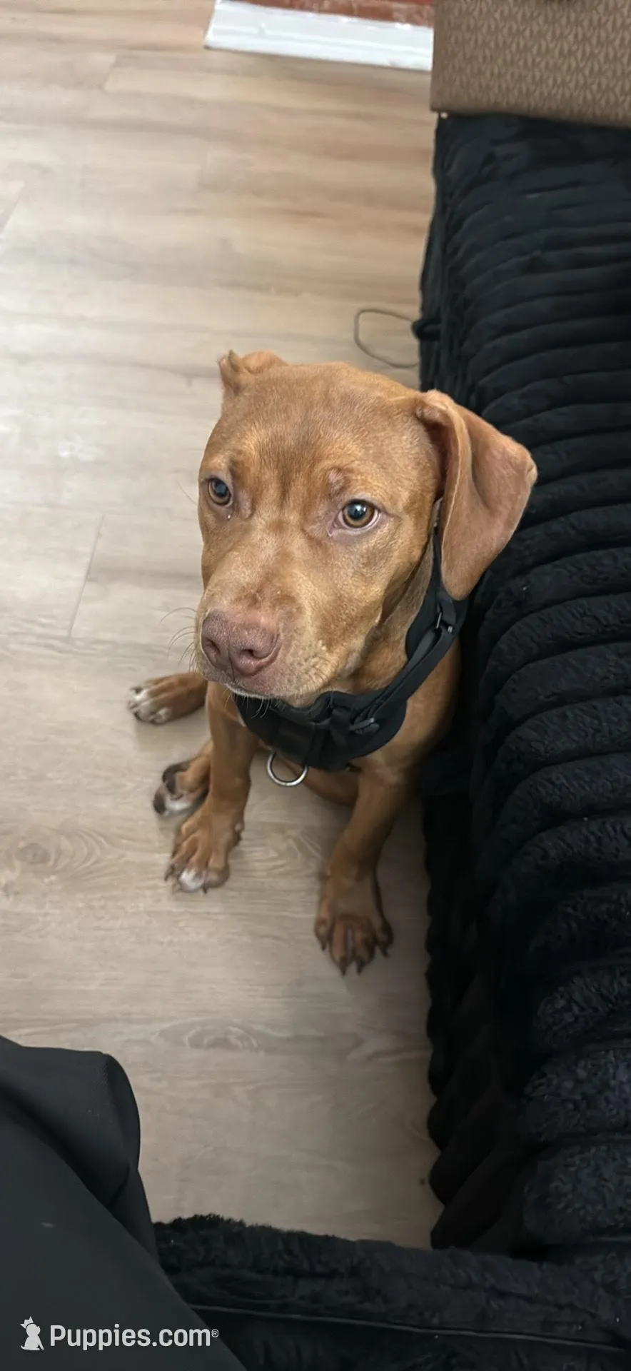 Rocky – American Pit Bull Terrier puppy for sale in Los Angeles, CA