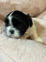 Lola , a female Shih Tzu for sale in Brock, TX – 3 of 6