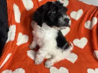 Blue , a male Goldendoodle for sale in Brock, TX – Photo 4 of 4