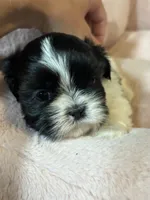 Lola , a female Shih Tzu for sale in Brock, TX – 2 of 6