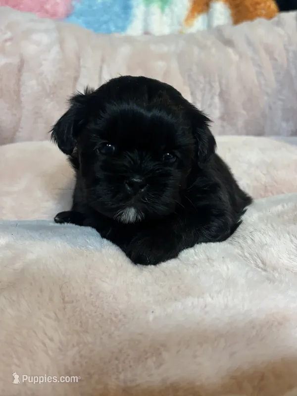 Poppi – Shih Tzu puppy for sale in Brock, TX