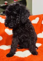 Hot pink , a female Goldendoodle for sale in Brock, TX – Photo 4 of 5