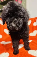 Hot pink , a female Goldendoodle for sale in Brock, TX – Photo 3 of 5