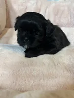 Poppi, a female Shih Tzu for sale in Brock, TX – 2 of 5
