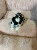 Ben , a male Shih Tzu for sale in Brock, TX – 4 of 4