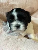 Lola , a female Shih Tzu for sale in Brock, TX – 4 of 6