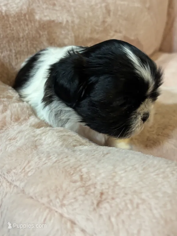 Lola  – Shih Tzu puppy for sale in Brock, TX
