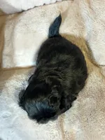 Poppi, a female Shih Tzu for sale in Brock, TX – 3 of 5