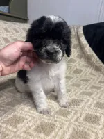 processed/d51470b6-9a4b-42bd-9e97-36692e2b31e9/listing/b49164e2-af20-4e96-a834-01cdd327a3c3/3cb7d964-0f86-43b3-b1b8-254bbe57c5bf