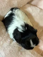 Lola , a female Shih Tzu for sale in Brock, TX – 5 of 6